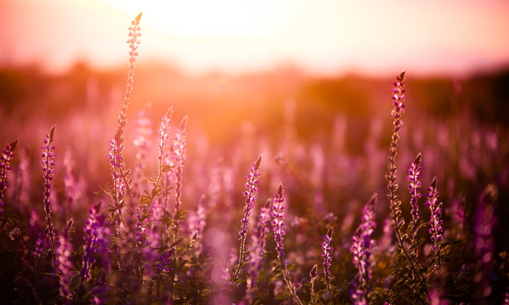 Creating a More Prominent Memorial Space for Pioneer Missionary Burial Sites